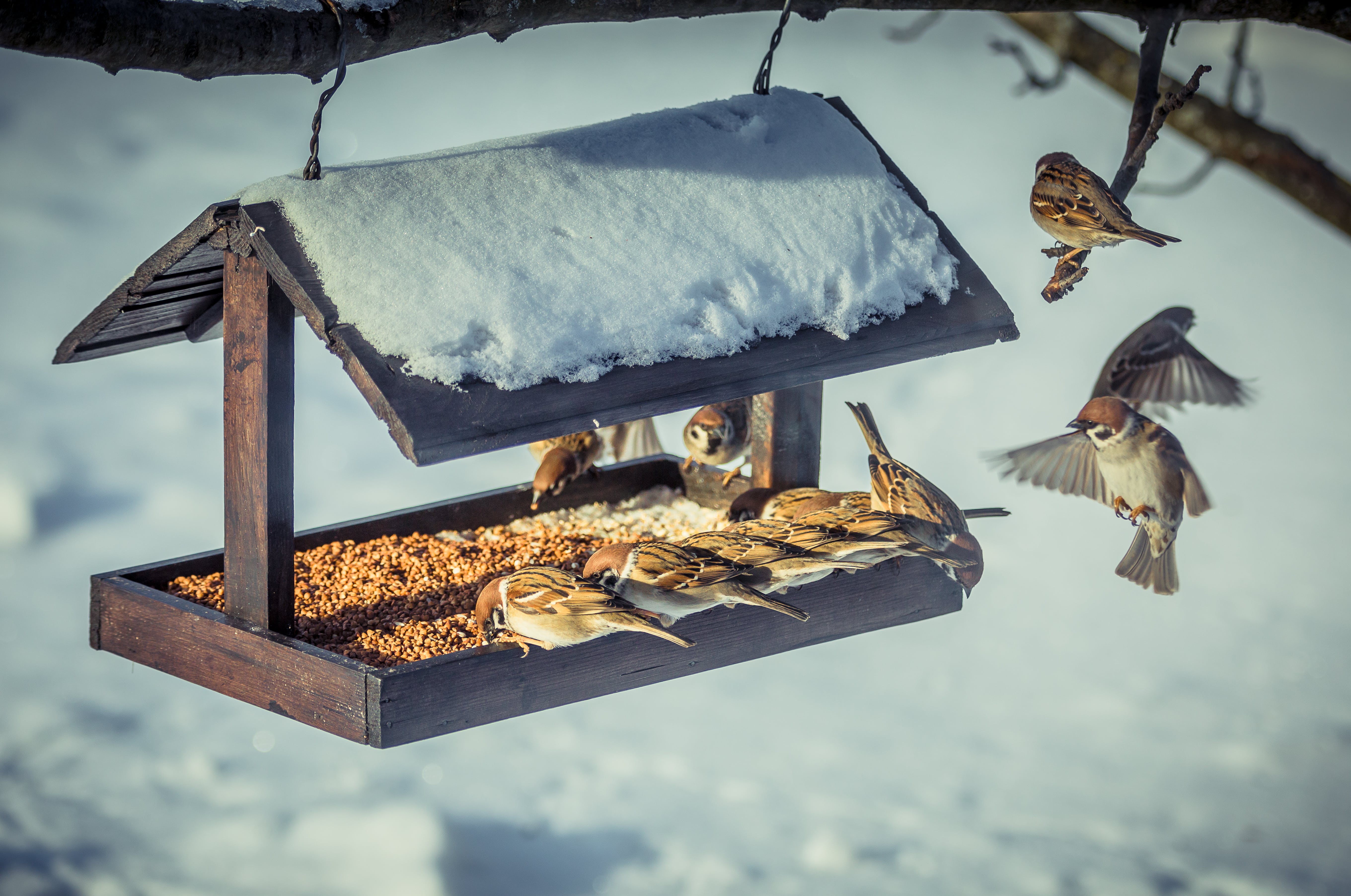 Vogelhaus selbst bauen