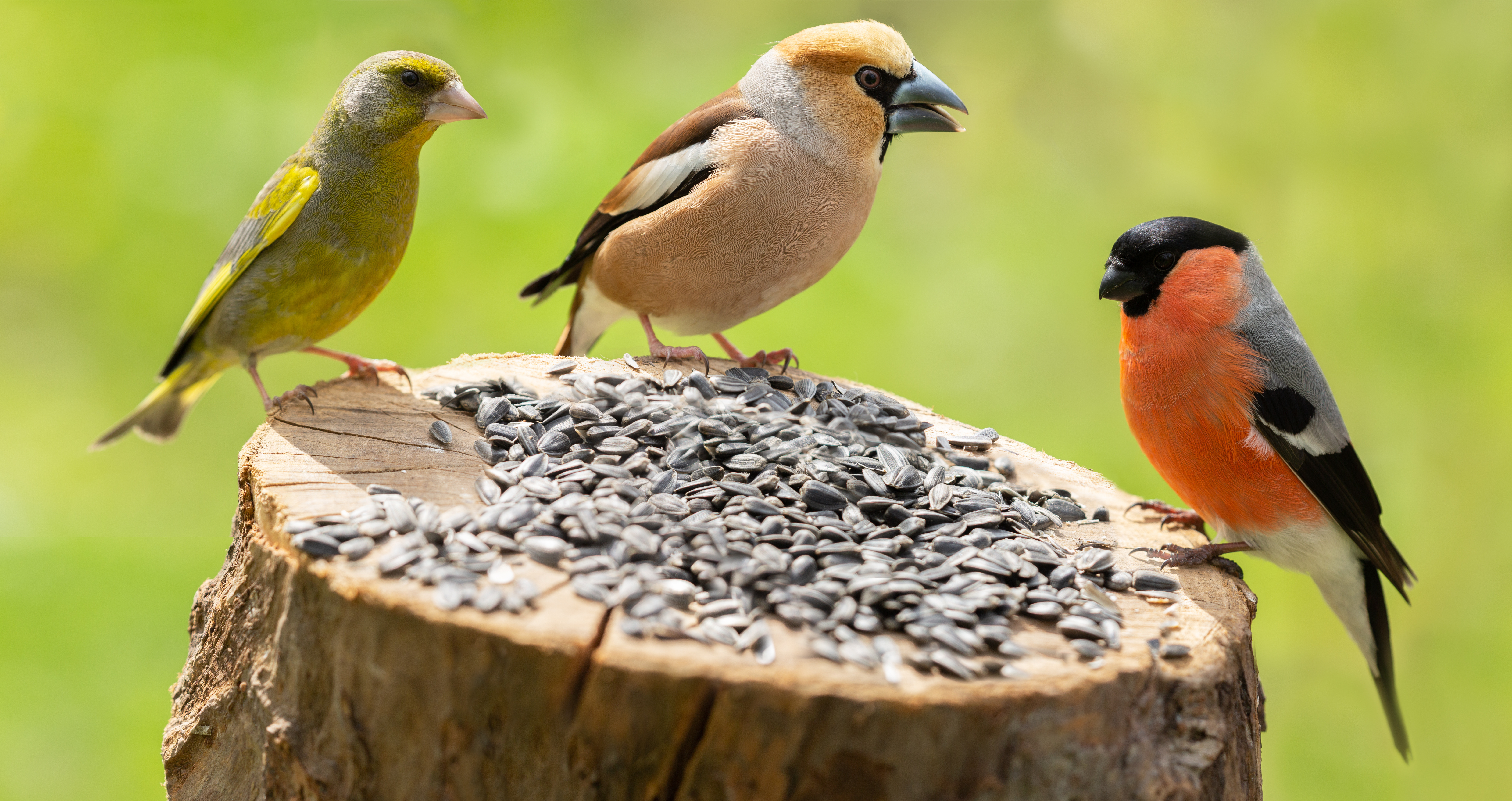 Heimische Vogelarten Deutschland